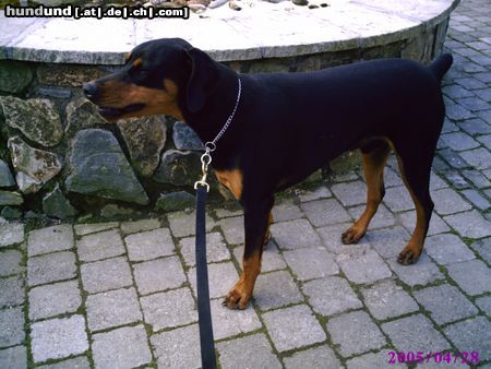 Dobermann bin schon 8 monate alt