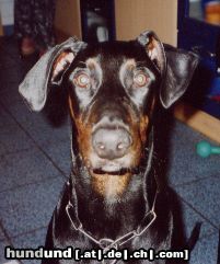 Dobermann bruno der treudoofe