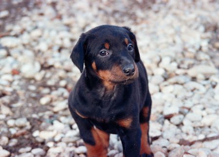 Dobermann zak 7 wochen kroatien