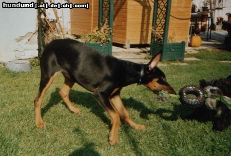 Dobermann Meine 4 Monate alte Dobi Hündin