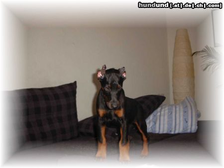 Dobermann