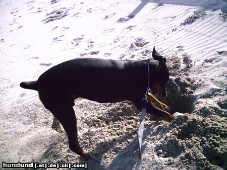 Dobermann das macht spass