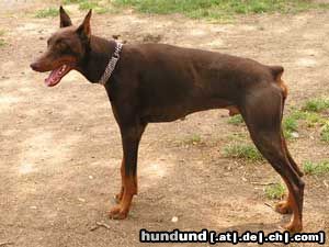 Dobermann Diabolo