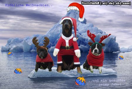 Dobermann X-Mas Dogs