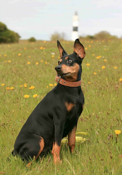 Dobermann DP Abby Ophelia - Braderuper Heide mit Leuchtturm Kampen / Sylt