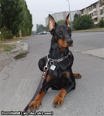 Dobermann Meine Qui Vive vom Traum der Jugend = Kiwi