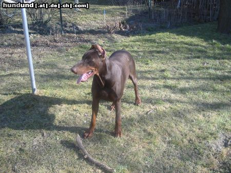 Dobermann zeus