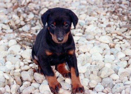 Dobermann zak 7 wochen alt 