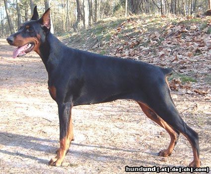 Dobermann Zannia van Hof ter Eyndhoven (Femke)