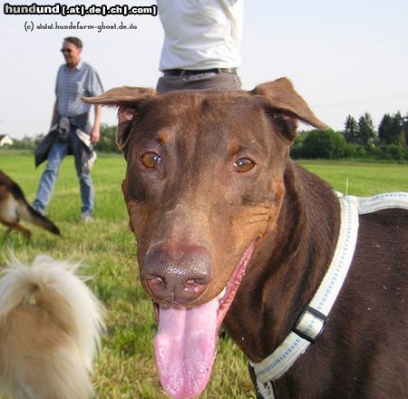 Dobermann Ginger