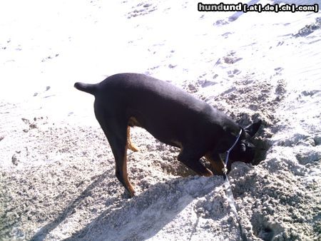 Dobermann hallo jemand da