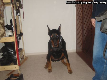 Dobermann hera