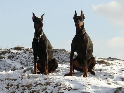 Dobermann