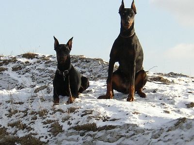 Dobermann