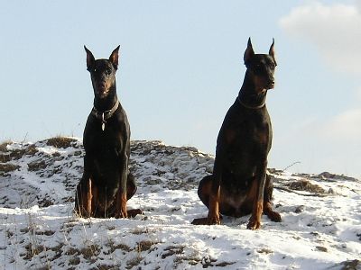 Dobermann