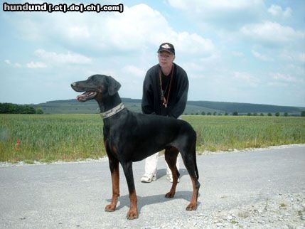 Dobermann ich bin fast 6Jahre