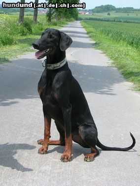 Dobermann ich bin brav