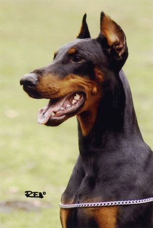 Dobermann Wanja Wandor v. Stevinhage x Judyt Dunafa