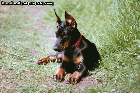 Dobermann Odessa mit 12 Wochen