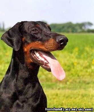 Dobermann Arnold Halit Pasa Therapy Dog