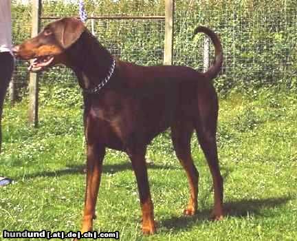 Dobermann Unsere süße Braune