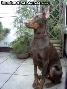 Dobermann Josy von Toonstadt