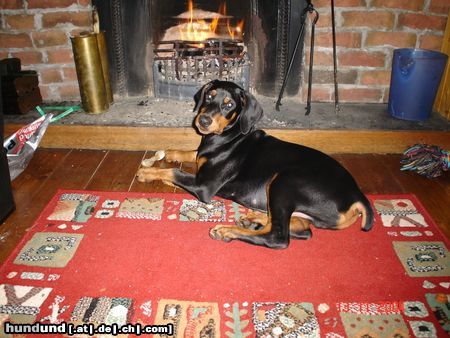 Dobermann MIKEY und sein liebster Platz