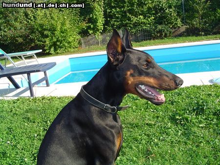 Dobermann KARA