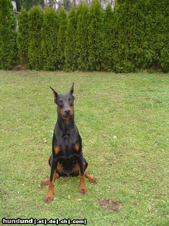 Dobermann KARA