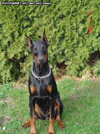 Dobermann KARA vom Blasenstein