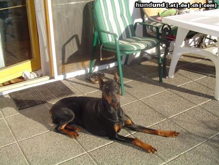 Dobermann KARA vom Blasenstein