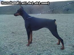 Dobermann Kara