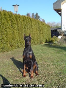 Dobermann Kara