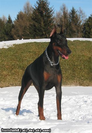 Dobermann