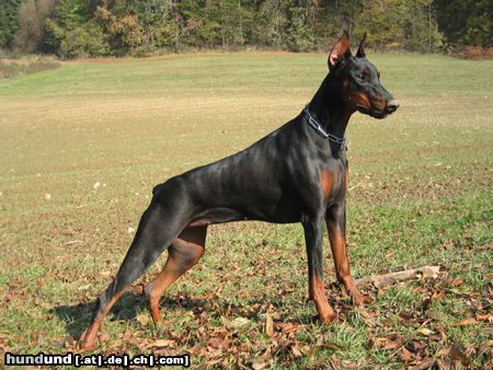 Dobermann KITANA