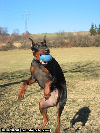 Dobermann Catch it...