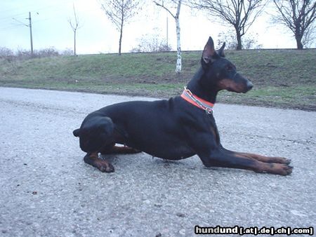 Dobermann Qui Vive