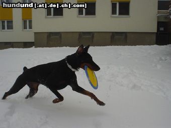 Dobermann Qui Vive