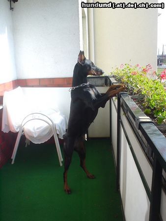 Dobermann Qui Vive