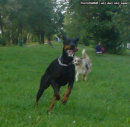 Dobermann Qui Vive