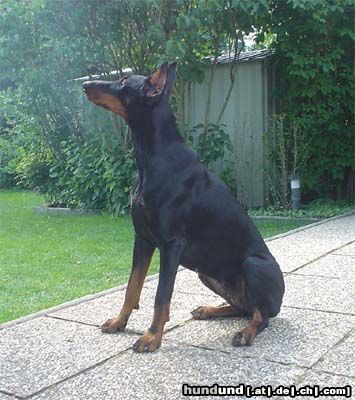 Dobermann Qui Vive