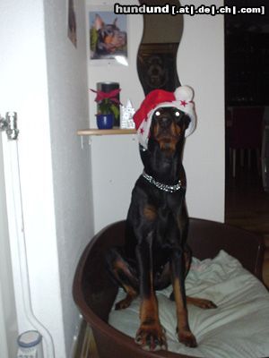 Dobermann Qui Vive