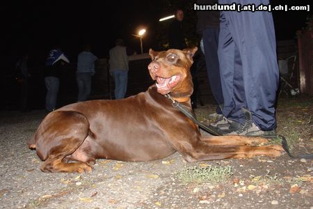 Dobermann Hartyani Kuno