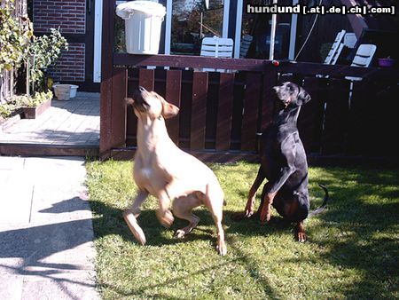 Dobermann fliegen müßt man können!