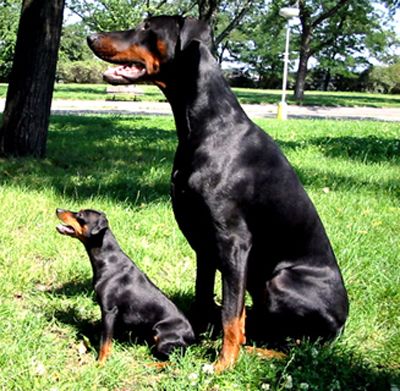 Dobermann Arnold Halit Pasa (zwergpinscher Afrodithe Golden World ) - certifikat of canisterapie, ZTP - V1A, HD - A