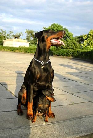 Dobermann Arnold Halit Pasa (zwergpinscher Afrodithe Golden World ) - certifikat of canisterapie, ZTP - V1A, HD - A