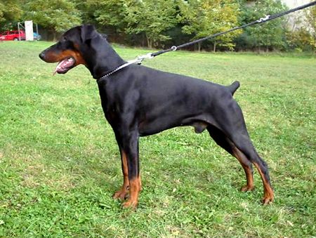 Dobermann Arnold Halit Pasa  - certifikat of canisterapie, ZTP - V1A, HD - A