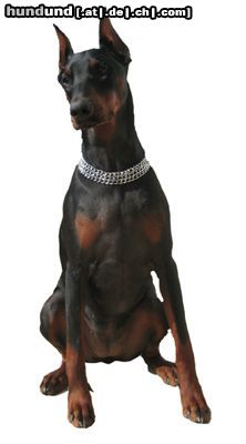 Dobermann Mein Liebling