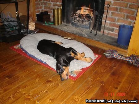 Dobermann mikey liebt es am kamin