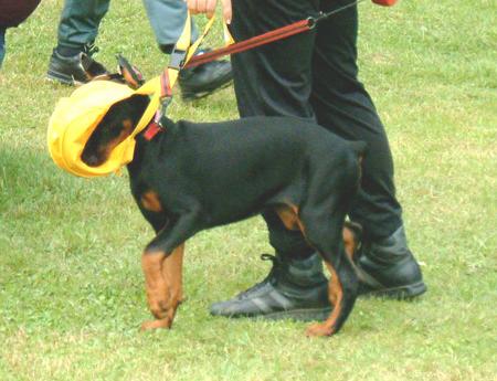 Dobermann Junger Dobermann; aufgenommen beim 1. European Agility Open 2002 in Graz